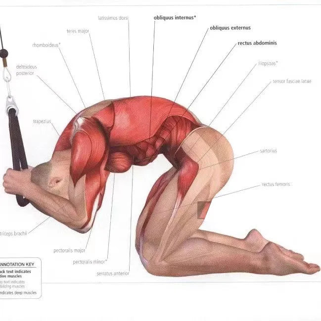 Tricep Pull Down Rope – Gym Cable Attachment for Strength Training